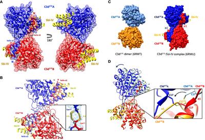 Staphylococcal Complement Evasion Protein Sbi Stabilises C3d Dimers by Inducing an N-Terminal Helix Swap